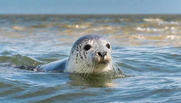 Wagenborg afvaarten Ameland