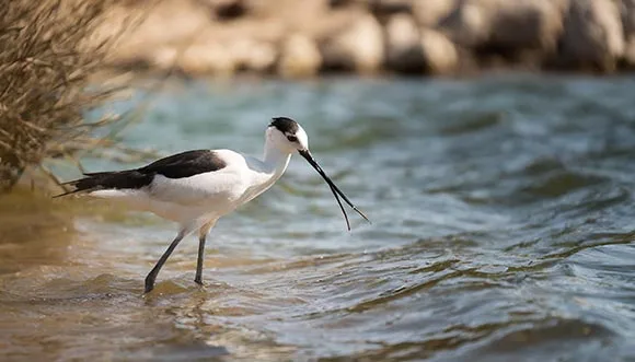 Bijzondere vogels spotten nadat je de overtocht van Lelystad naar de Marker Wadden hebt gemaakt