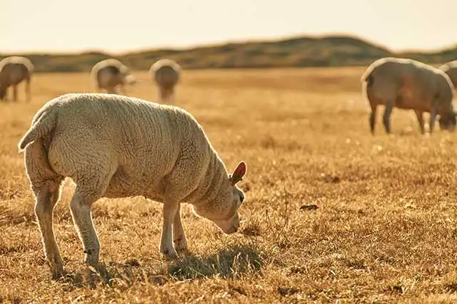 Natuur Texel