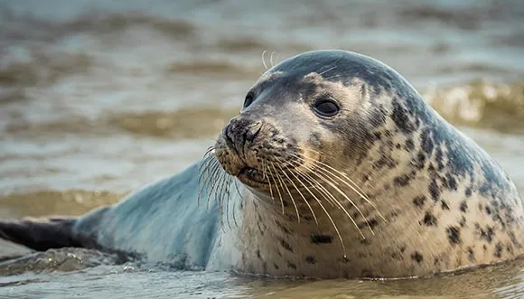 Wat te doen op Terschelling – zeehonden tellen