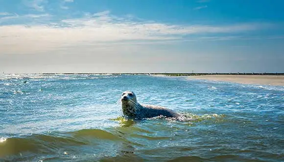 Vertrektijden sneldienst Vlieland Terschelling