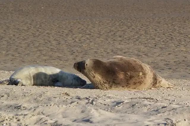 Wat te doen op Vlieland