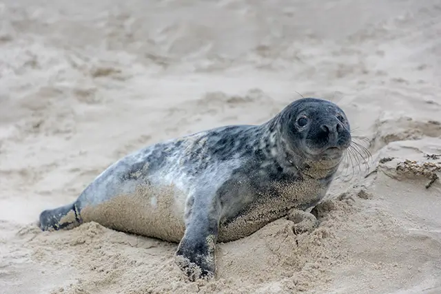 Webcams op Texel – live beelden