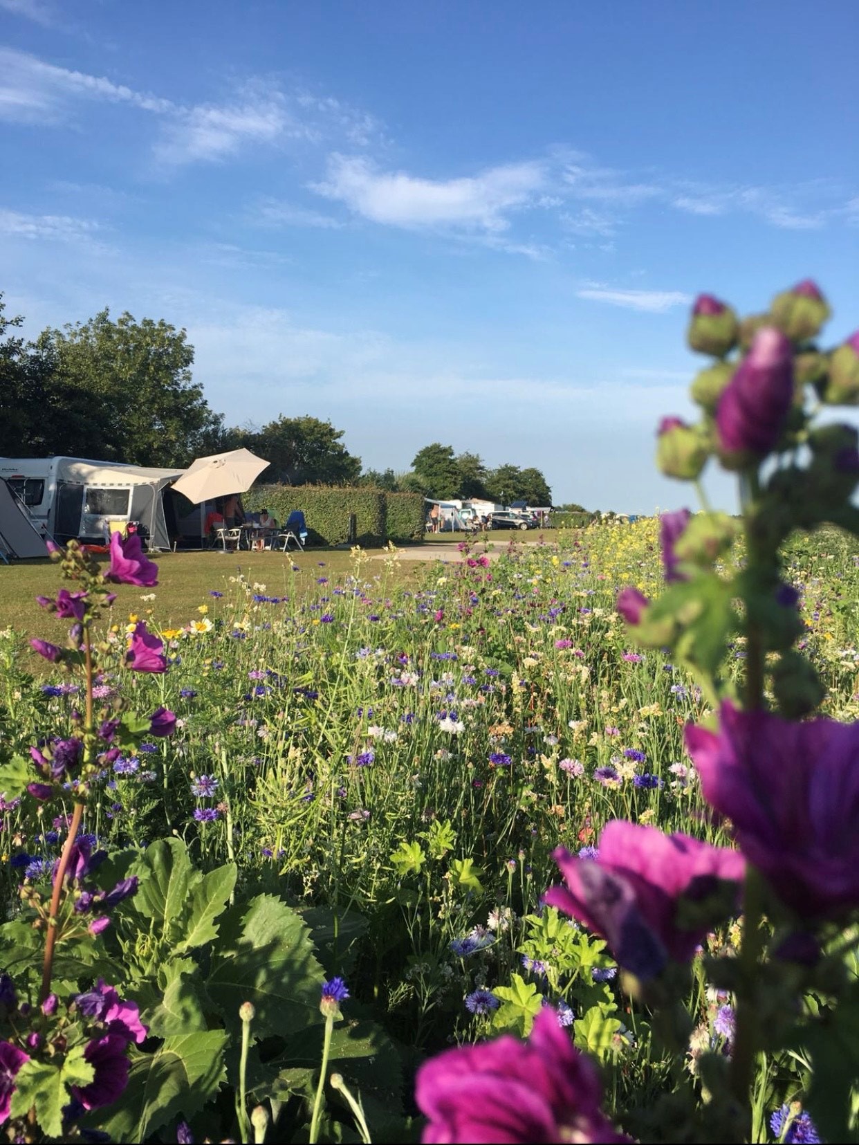 Camping Den Molinshoeve