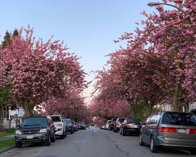 Cute & Cozy Mount Pleasant Gem Near Park!