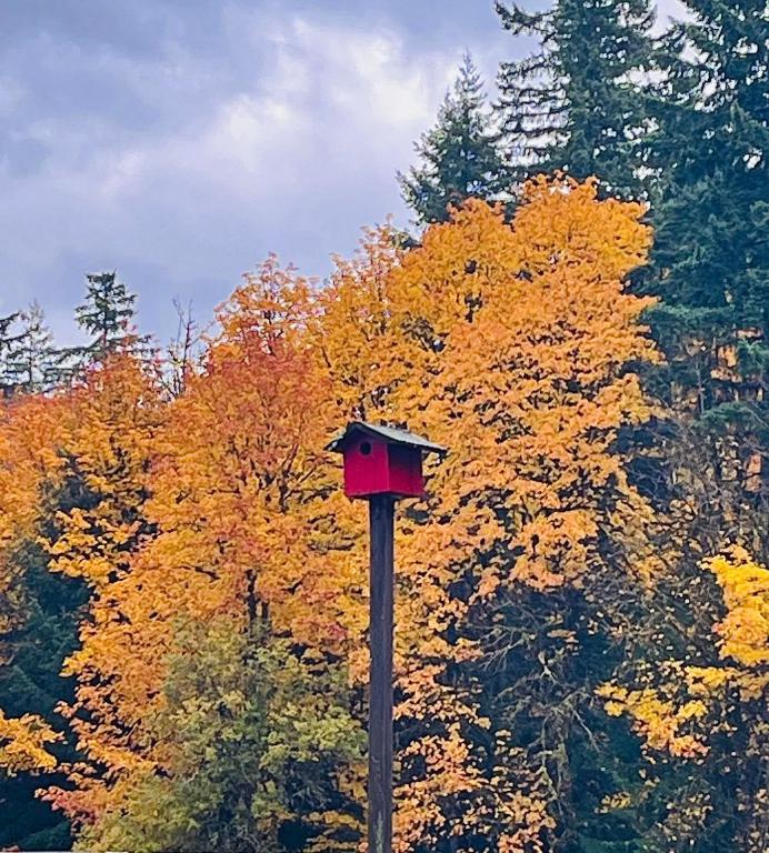 Maple Woods B&B