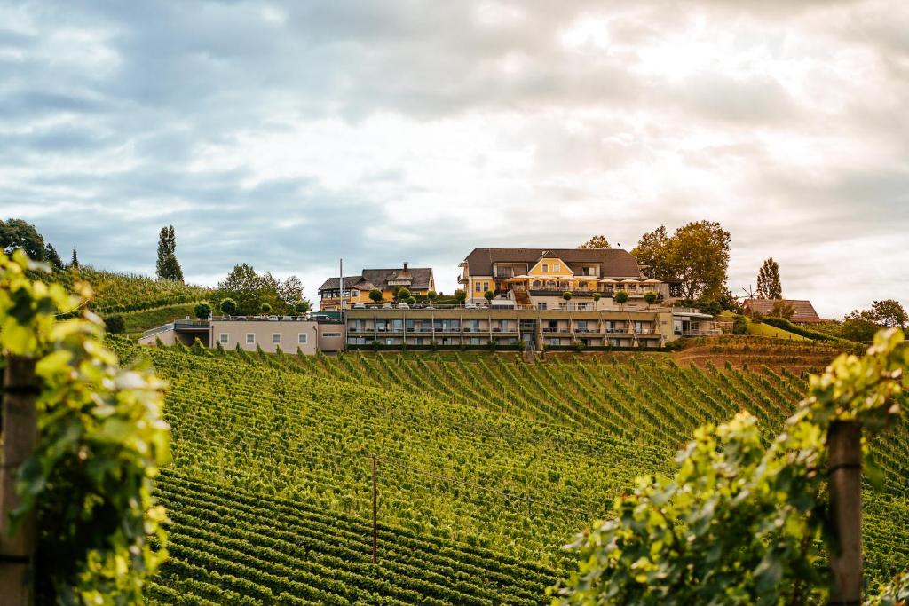 Weinrefugium Brolli